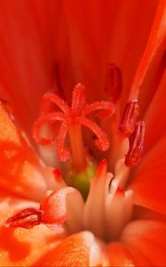 Preview wallpaper tulip, flower, pollen, stamen, petals