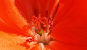 Preview wallpaper tulip, flower, pollen, stamen, petals