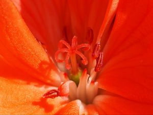 Preview wallpaper tulip, flower, pollen, stamen, petals