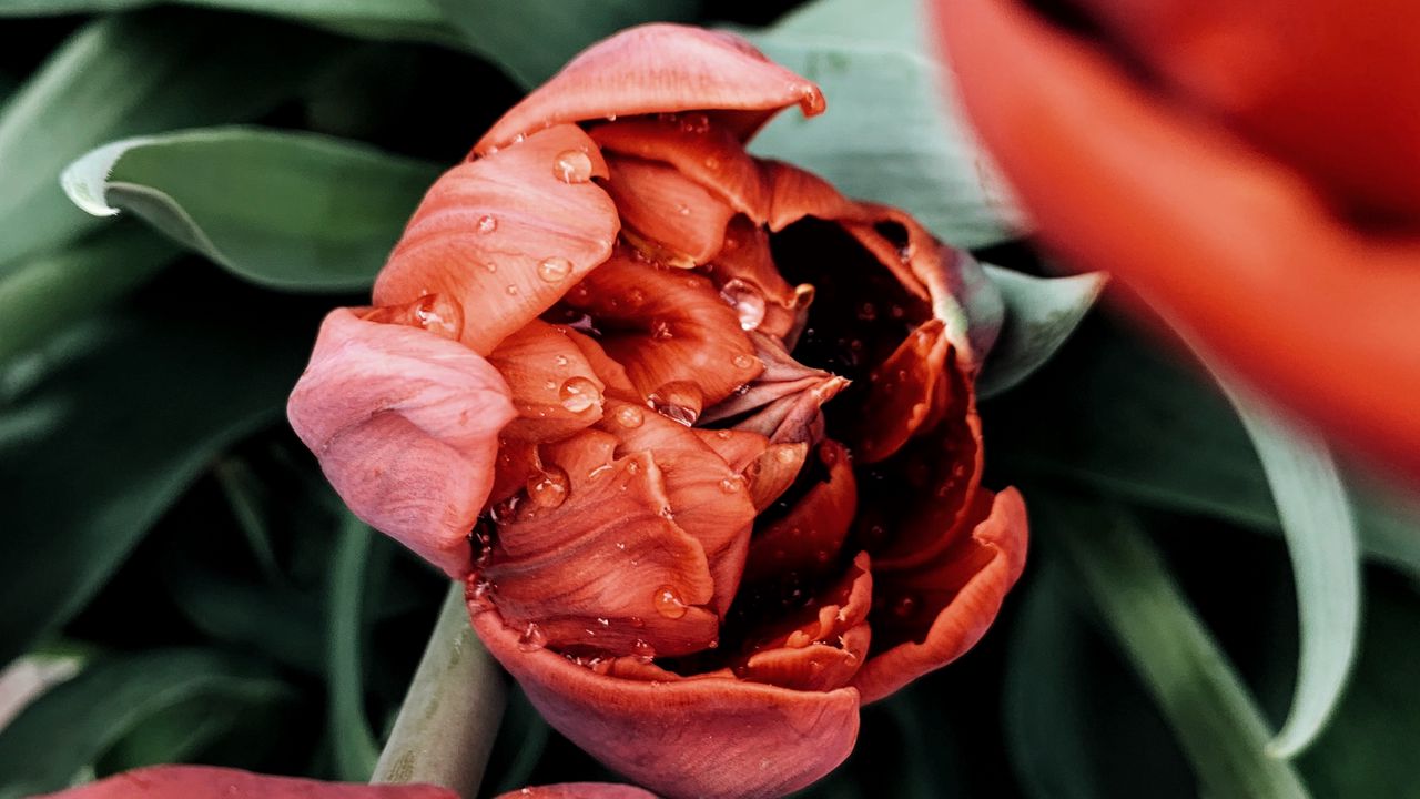 Wallpaper tulip, flower, red, wet, dew