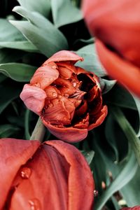 Preview wallpaper tulip, flower, red, wet, dew