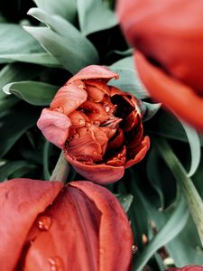 Preview wallpaper tulip, flower, red, wet, dew