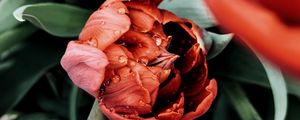 Preview wallpaper tulip, flower, red, wet, dew