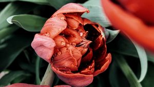 Preview wallpaper tulip, flower, red, wet, dew