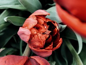 Preview wallpaper tulip, flower, red, wet, dew