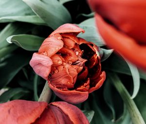 Preview wallpaper tulip, flower, red, wet, dew