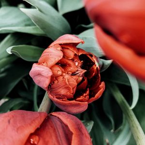 Preview wallpaper tulip, flower, red, wet, dew