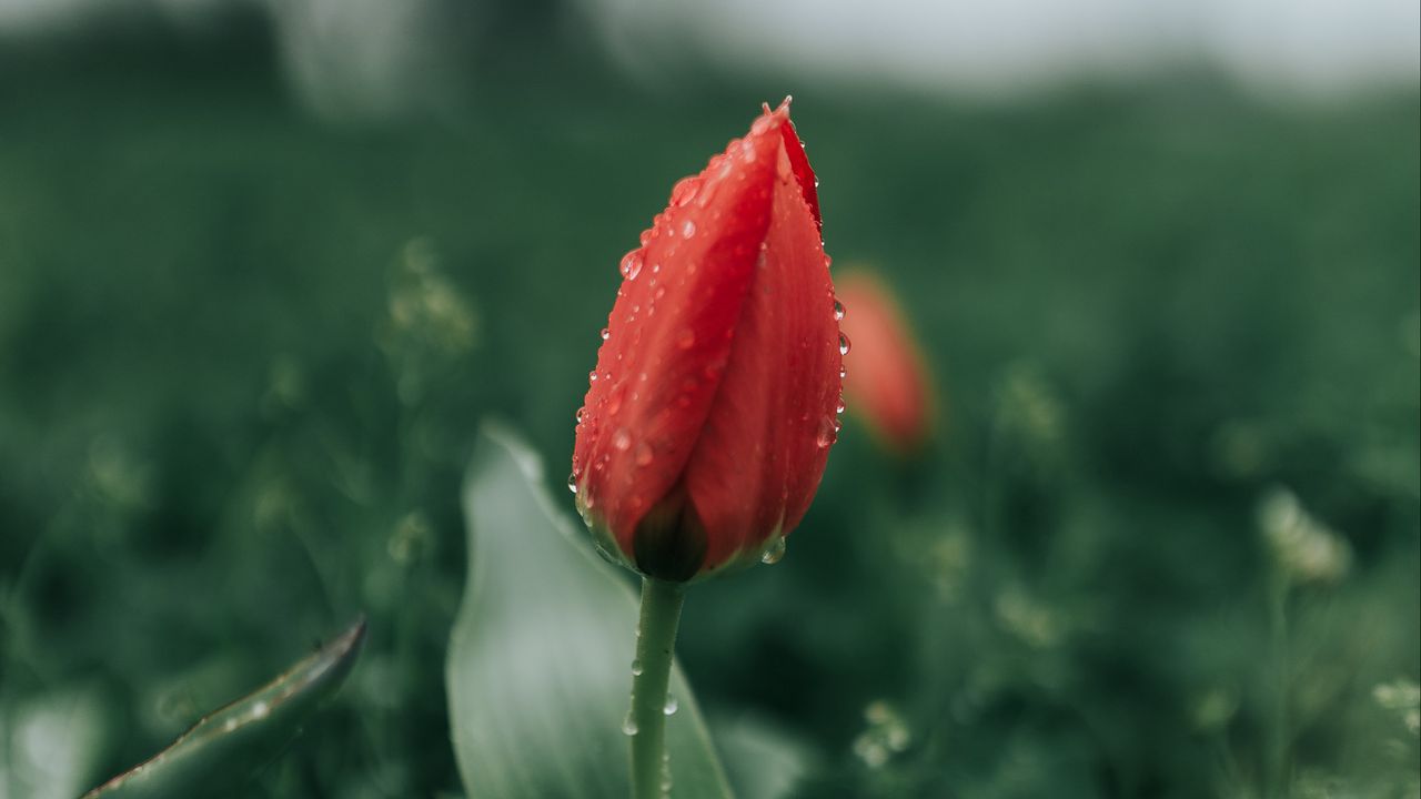 Wallpaper tulip, flower, red, dew, wet