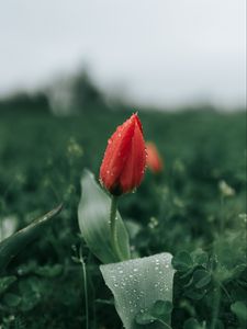 Preview wallpaper tulip, flower, red, dew, wet