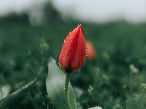 Preview wallpaper tulip, flower, red, dew, wet