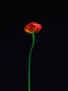Preview wallpaper tulip, flower, red, petals
