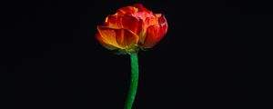 Preview wallpaper tulip, flower, red, petals