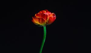 Preview wallpaper tulip, flower, red, petals