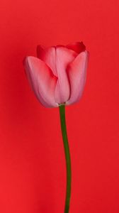 Preview wallpaper tulip, flower, red