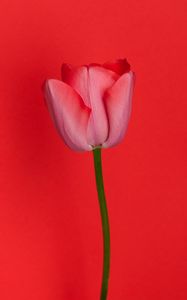 Preview wallpaper tulip, flower, red