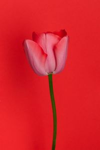 Preview wallpaper tulip, flower, red