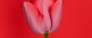 Preview wallpaper tulip, flower, red