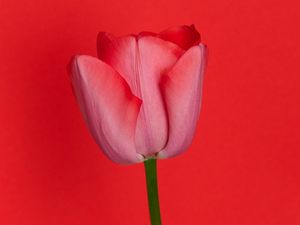 Preview wallpaper tulip, flower, red