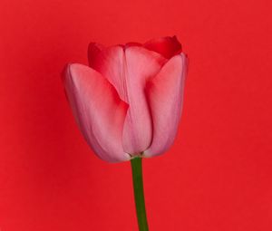 Preview wallpaper tulip, flower, red