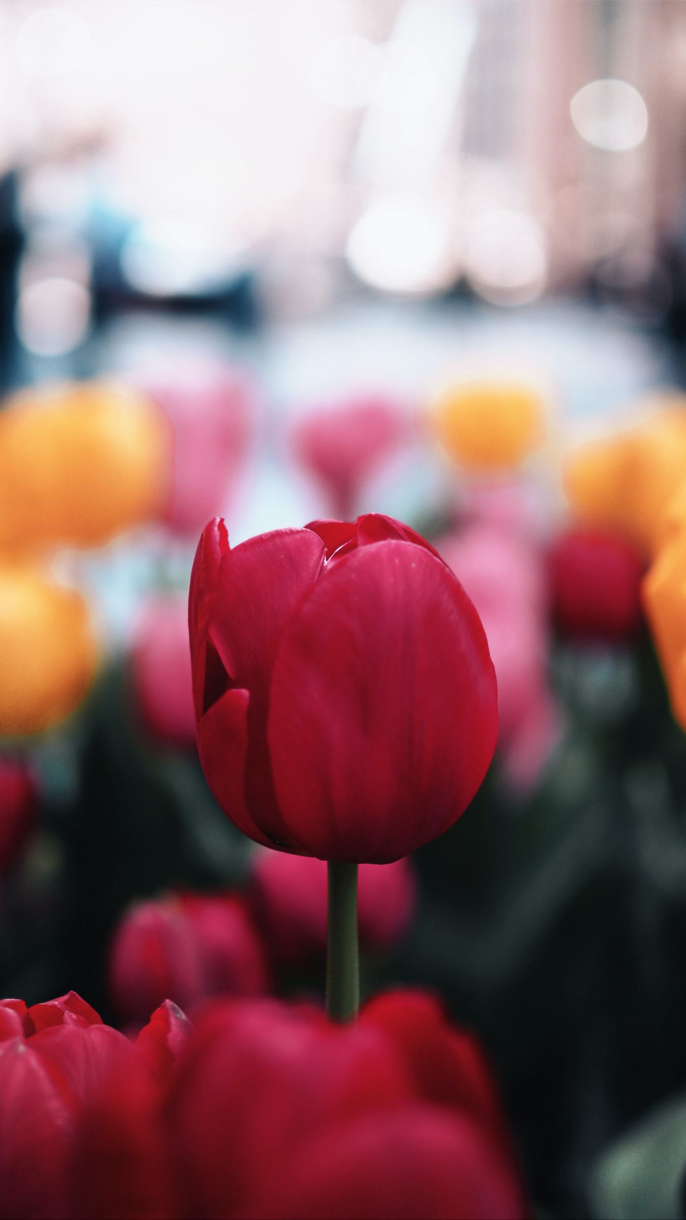 Download wallpaper 1350x2400 tulip flower red macro bloom plant iphone  876s6 for parallax hd background