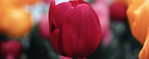 Preview wallpaper tulip, flower, red, macro, bloom, plant