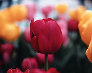 Preview wallpaper tulip, flower, red, macro, bloom, plant