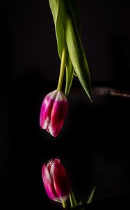 Preview wallpaper tulip, flower, reflection, dark