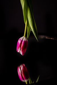 Preview wallpaper tulip, flower, reflection, dark