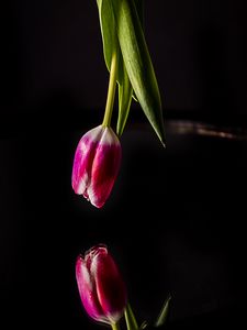 Preview wallpaper tulip, flower, reflection, dark