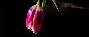 Preview wallpaper tulip, flower, reflection, dark