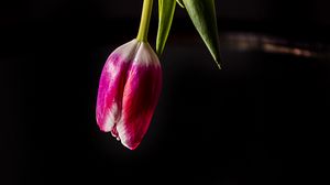 Preview wallpaper tulip, flower, reflection, dark