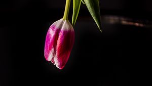 Preview wallpaper tulip, flower, reflection, dark