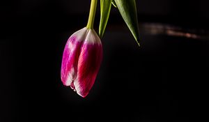 Preview wallpaper tulip, flower, reflection, dark