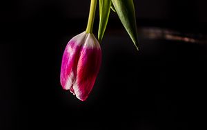 Preview wallpaper tulip, flower, reflection, dark