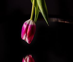 Preview wallpaper tulip, flower, reflection, dark