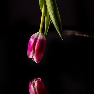 Preview wallpaper tulip, flower, reflection, dark