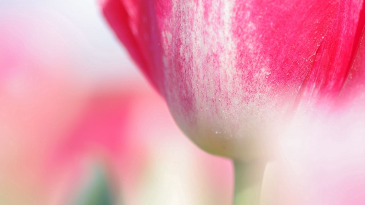 Wallpaper tulip, flower, stem, close-up