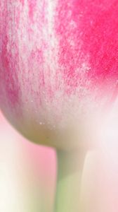 Preview wallpaper tulip, flower, stem, close-up