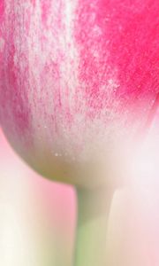 Preview wallpaper tulip, flower, stem, close-up