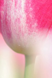 Preview wallpaper tulip, flower, stem, close-up