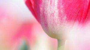 Preview wallpaper tulip, flower, stem, close-up