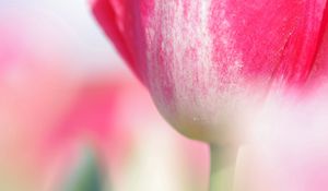 Preview wallpaper tulip, flower, stem, close-up