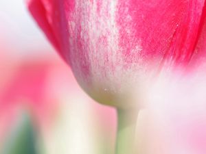 Preview wallpaper tulip, flower, stem, close-up