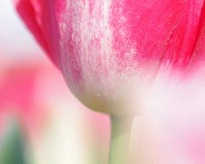 Preview wallpaper tulip, flower, stem, close-up