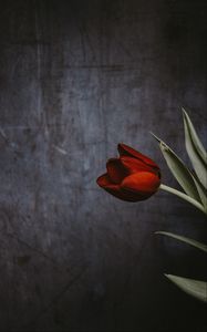 Preview wallpaper tulip, flower, wall