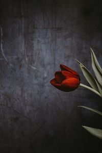 Preview wallpaper tulip, flower, wall