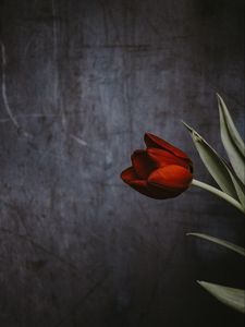 Preview wallpaper tulip, flower, wall