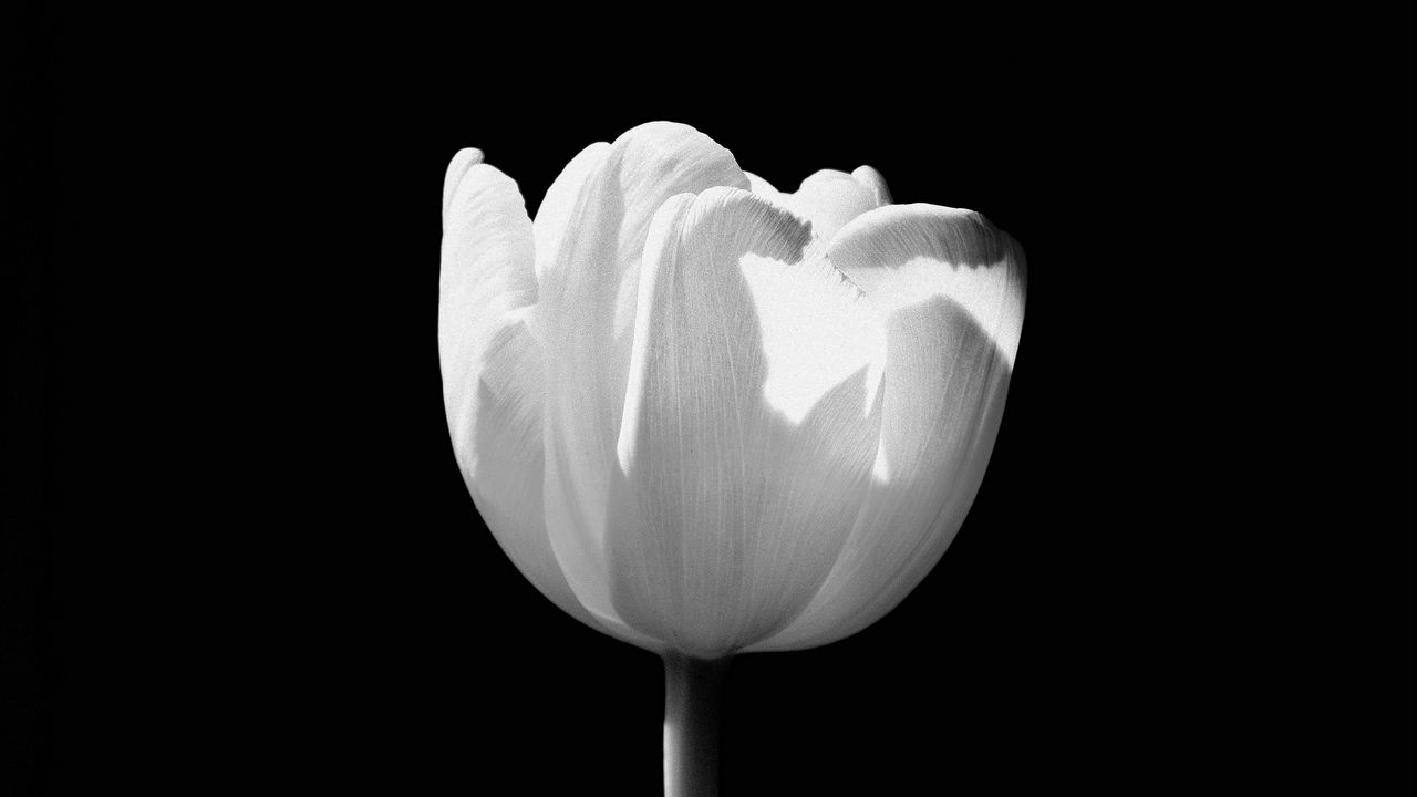 Wallpaper tulip, flower, white, bw