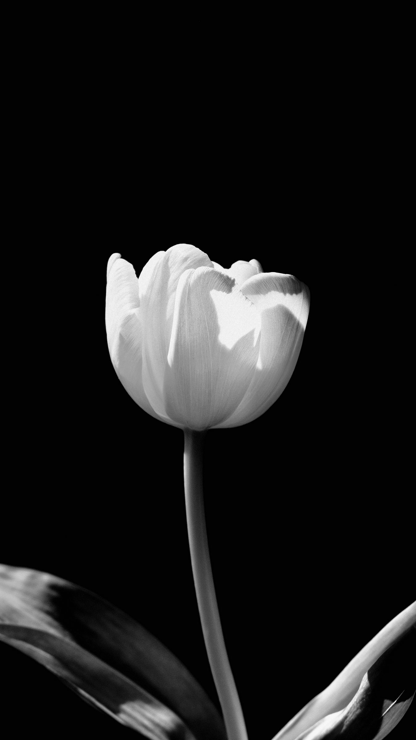 Download wallpaper 1350x2400 tulip, flower, white, bw iphone 8+/7+/6s+/6+  for parallax hd background