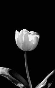 Preview wallpaper tulip, flower, white, bw